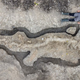 Imagen para el artículo titulado Este gigante fósil es el reptil marino más grande jamás encontrado en Reino Unido